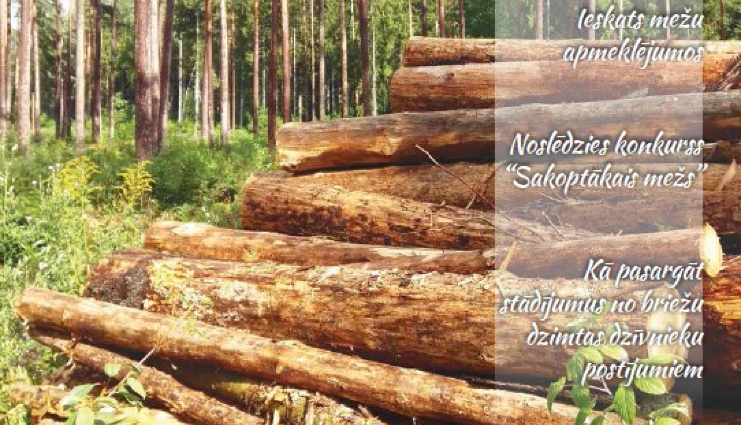 LLKC Mežu konsultāciju pakalpojumu centrs ir sagatavojis un izdevis rudens informatīvo izdevumu meža īpašniekiem „Čiekurs”